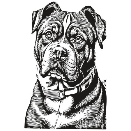 Ilustración de Retrato de perro Dogue de Bordeaux en vector, dibujo a mano de animal para tatuaje o camiseta ilustración dibujo de boceto - Imagen libre de derechos