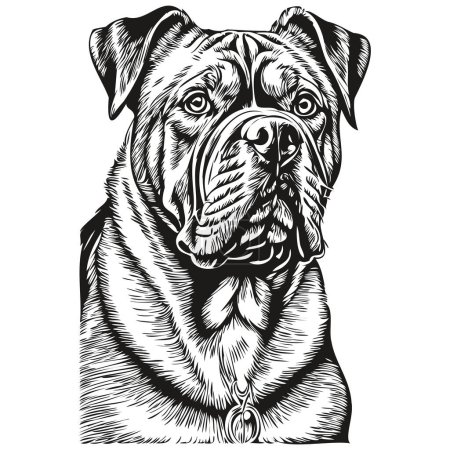 Illustration for Dogue de Bordeaux dog realistic pencil drawing in vector, line art illustration of dog face black and white - Royalty Free Image