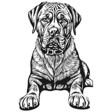 Illustration for Dogue de Bordeaux dog portrait in vector, animal hand drawing for tattoo or tshirt print illustration - Royalty Free Image