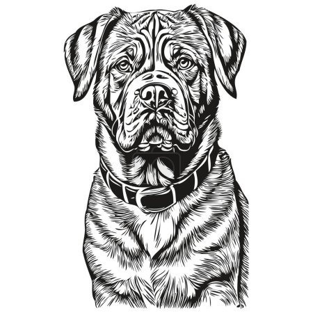 Ilustración de Dogue de Burdeos perro realista mascota ilustración, dibujo a mano cara blanco y negro vector realista raza mascota - Imagen libre de derechos
