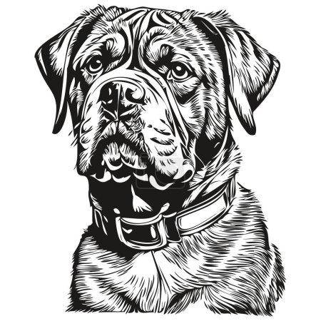 Illustration for Dogue de Bordeaux dog realistic pet illustration, hand drawing face black and white vector sketch drawing - Royalty Free Image