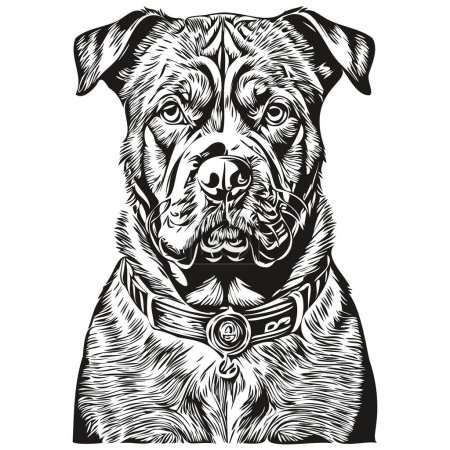 Illustration for Dogue de Bordeaux dog silhouette pet character, clip art vector pets drawing black and white sketch drawing - Royalty Free Image