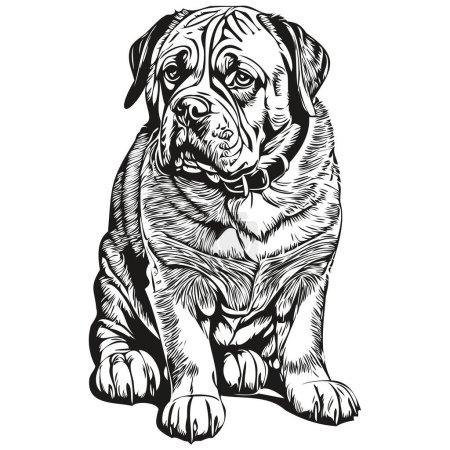 Illustration for Dogue de Bordeaux dog t shirt print black and white, cute funny outline drawing vector - Royalty Free Image