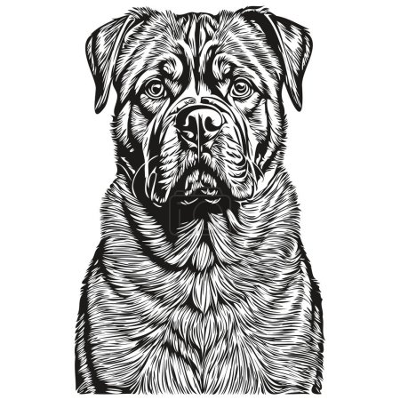 Illustration for Dogue de Bordeaux dog vector graphics, hand drawn pencil animal line illustration realistic breed pet - Royalty Free Image