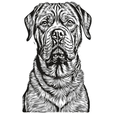Illustration for Dogue de Bordeaux dog vector graphics, hand drawn pencil animal line illustration sketch drawing - Royalty Free Image