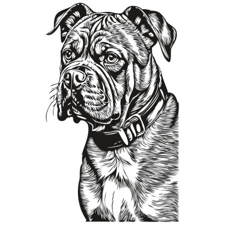 Ilustración de Dogue de Bordeaux perro vector cara dibujo retrato, boceto estilo vintage fondo transparente - Imagen libre de derechos