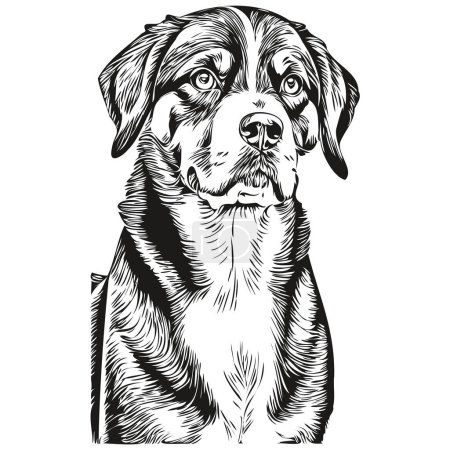 Illustration for Entlebucher Mountain dog hand drawn logo drawing black and white line art pets illustration - Royalty Free Image