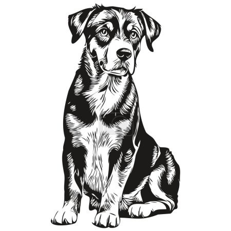 Photo for Entlebucher Mountain dog breed line drawing, clip art animal hand drawing vector black and white - Royalty Free Image