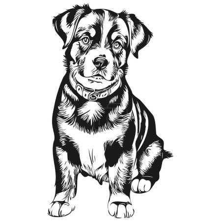 Téléchargez les illustrations : Graphiques vectoriels de chien de montagne Entlebucher, illustration de ligne animale au crayon dessiné à la main - en licence libre de droit