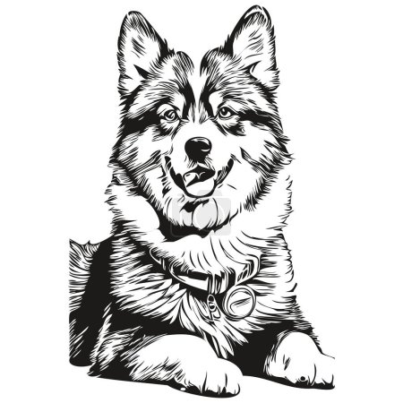 Téléchargez les illustrations : Finlandais Lapphund chien visage vecteur portrait, drôle contour animal illustration fond blanc réaliste race animal de compagnie - en licence libre de droit