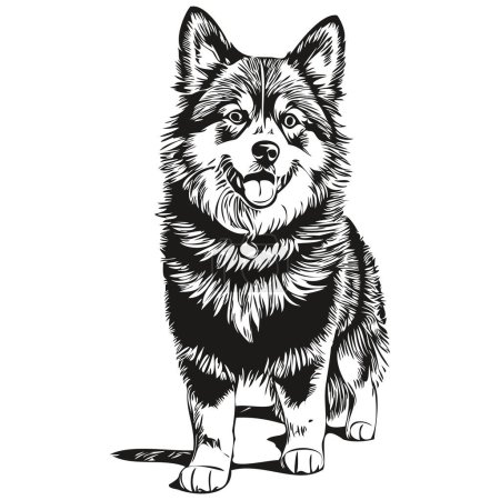 Illustration for Finnish Lapphund dog engraved vector portrait, face cartoon vintage drawing in black and white - Royalty Free Image
