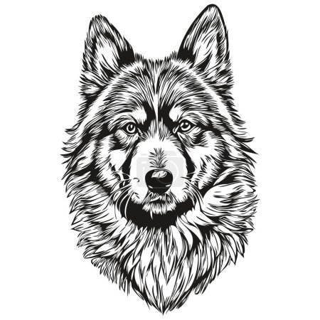 Illustration for Finnish Lapphund dog isolated drawing on white background, head pet line illustration realistic breed pet - Royalty Free Image