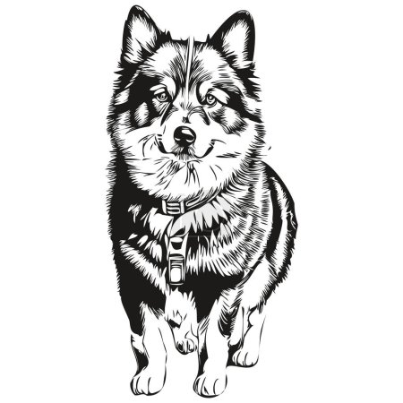 Téléchargez les illustrations : Croquis pour chien finlandais Lapphund illustration, vecteur de gravure noir et blanc - en licence libre de droit