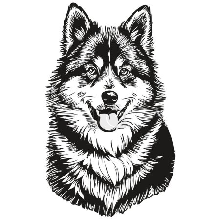 Téléchargez les illustrations : Finlandais Lapphund chien silhouette animal personnage, clip art vecteur animaux de compagnie dessin noir et blanc animal de race réaliste - en licence libre de droit