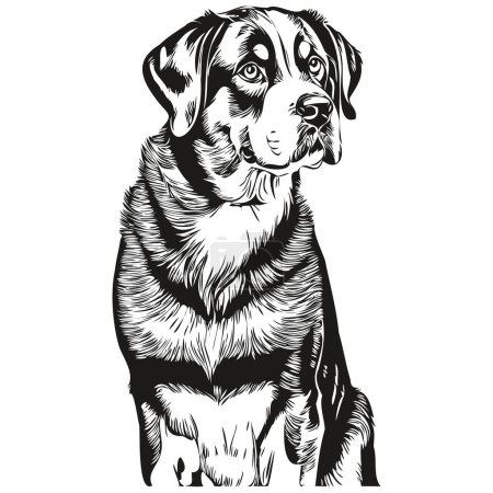 Illustration for Greater Swiss Mountain dog realistic pet illustration, hand drawing face black and white vector sketch drawing - Royalty Free Image