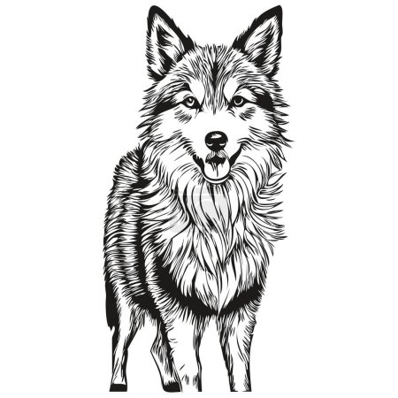 Illustration for Icelandic Sheepdog dog cartoon face ink portrait, black and white sketch drawing, tshirt print - Royalty Free Image