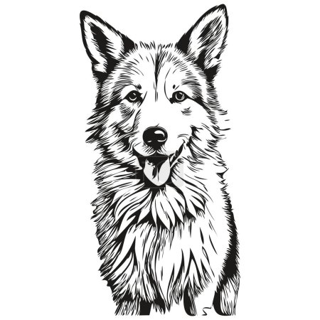 Illustration for Icelandic Sheepdog dog engraved vector portrait, face cartoon vintage drawing in black and white sketch drawing - Royalty Free Image