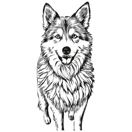 Illustration for Icelandic Sheepdog dog face vector portrait, funny outline pet illustration white background realistic breed pet - Royalty Free Image