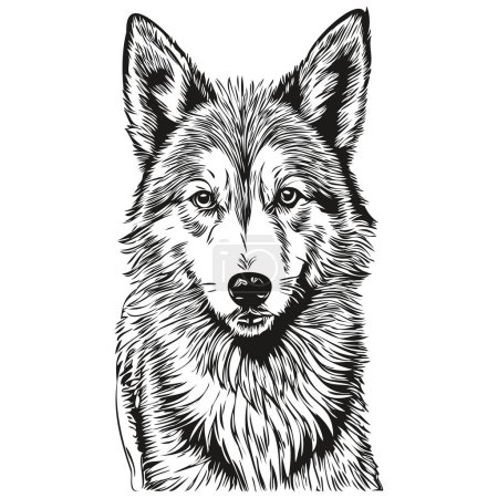 Illustration for Icelandic Sheepdog dog hand drawn logo drawing black and white line art pets illustration realistic pet silhouette - Royalty Free Image
