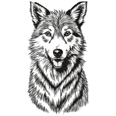 Illustration for Icelandic Sheepdog dog face vector portrait, funny outline pet illustration white background - Royalty Free Image