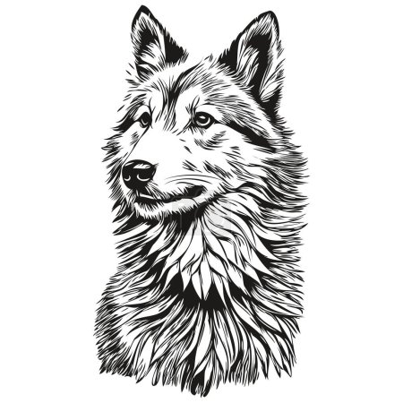 Illustration for Icelandic Sheepdog dog head line drawing vector,hand drawn illustration with transparent background realistic breed pet - Royalty Free Image