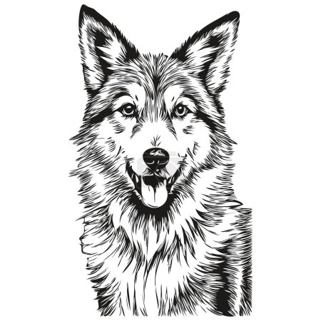 Illustration for Icelandic Sheepdog dog head line drawing vector,hand drawn illustration with transparent background - Royalty Free Image