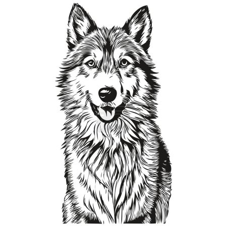 Illustration for Icelandic Sheepdog dog isolated drawing on white background, head pet line illustration realistic breed pet - Royalty Free Image