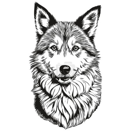 Illustration for Icelandic Sheepdog dog isolated drawing on white background, head pet line illustration sketch drawing - Royalty Free Image