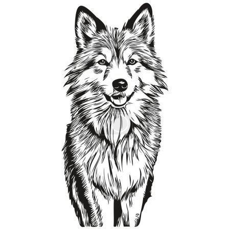 Illustration for Icelandic Sheepdog dog line illustration, black and white ink sketch face portrait in vector sketch drawing - Royalty Free Image