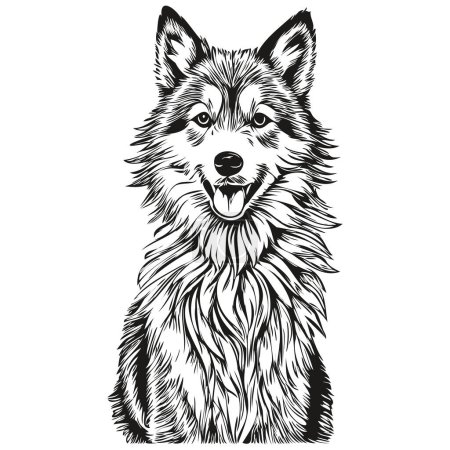 Illustration for Icelandic Sheepdog dog outline pencil drawing artwork, black character on white background realistic pet silhouette - Royalty Free Image