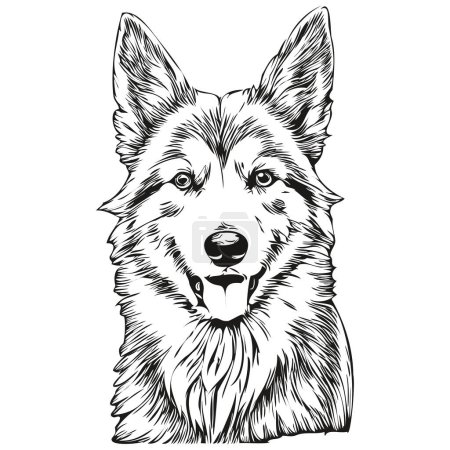 Illustration for Icelandic Sheepdog dog outline pencil drawing artwork, black character on white background realistic breed pet - Royalty Free Image
