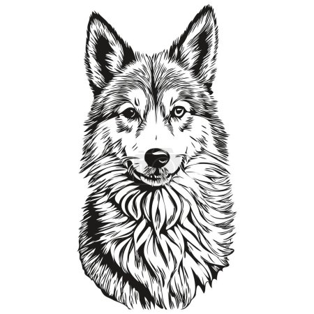 Illustration for Icelandic Sheepdog dog outline pencil drawing artwork, black character on white background - Royalty Free Image