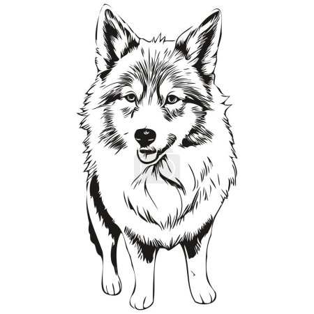 Illustration for Icelandic Sheepdog dog pet silhouette, animal line illustration hand drawn black and white vector sketch drawing - Royalty Free Image