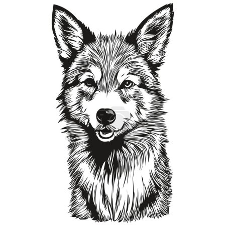 Illustration for Icelandic Sheepdog dog pet silhouette, animal line illustration hand drawn black and white vector - Royalty Free Image