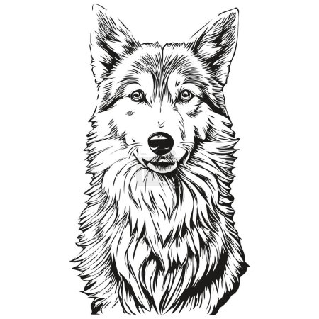 Illustration for Icelandic Sheepdog dog pet sketch illustration, black and white engraving vector realistic breed pet - Royalty Free Image