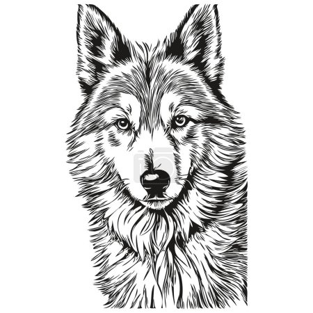 Illustration for Icelandic Sheepdog dog pet silhouette, animal line illustration hand drawn black and white vector realistic breed pet - Royalty Free Image