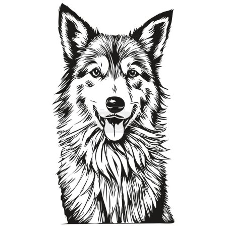 Illustration for Icelandic Sheepdog dog pet sketch illustration, black and white engraving vector - Royalty Free Image