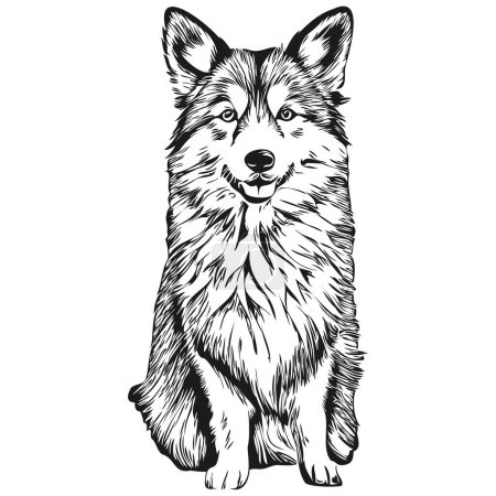 Illustration for Icelandic Sheepdog dog pencil hand drawing vector, outline illustration pet face logo black and white - Royalty Free Image