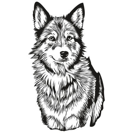Illustration for Icelandic Sheepdog dog portrait in vector, animal hand drawing for tattoo or tshirt print illustration realistic breed pet - Royalty Free Image