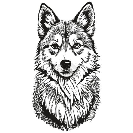 Illustration for Icelandic Sheepdog dog portrait in vector, animal hand drawing for tattoo or tshirt print illustration sketch drawing - Royalty Free Image