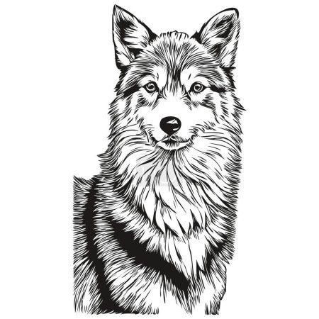 Illustration for Icelandic Sheepdog dog realistic pet illustration, hand drawing face black and white vector - Royalty Free Image