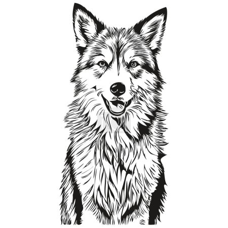 Illustration for Icelandic Sheepdog dog vector face drawing portrait, sketch vintage style transparent background realistic breed pet - Royalty Free Image