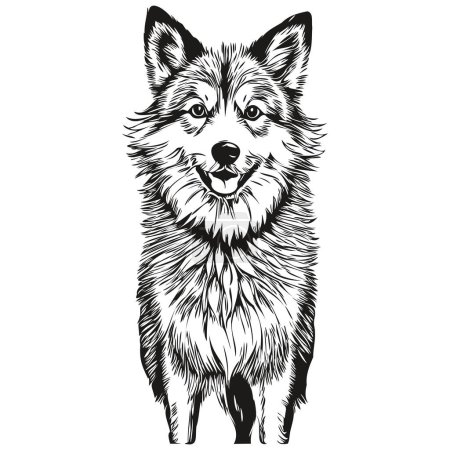 Illustration for Icelandic Sheepdog dog silhouette pet character, clip art vector pets drawing black and white sketch drawing - Royalty Free Image