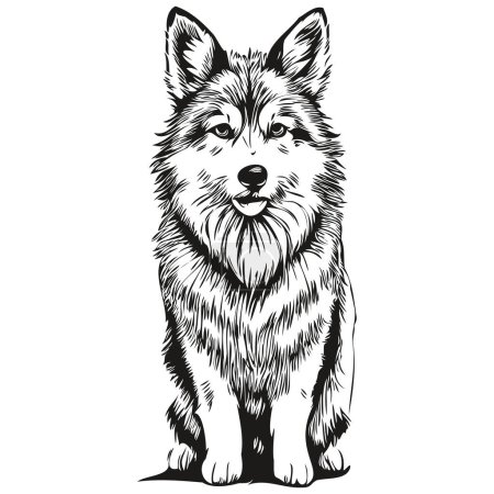 Illustration for Icelandic Sheepdog dog vector face drawing portrait, sketch vintage style transparent background - Royalty Free Image