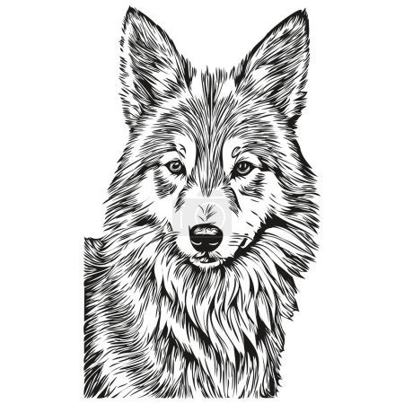 Illustration for Icelandic Sheepdog dog vector graphics, hand drawn pencil animal line illustration realistic breed pet - Royalty Free Image