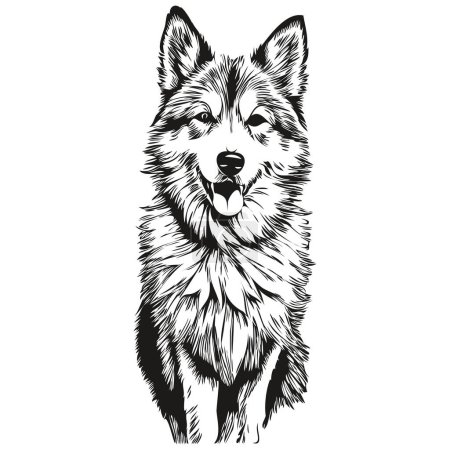 Illustration for Icelandic Sheepdog dog vector graphics, hand drawn pencil animal line illustration - Royalty Free Image