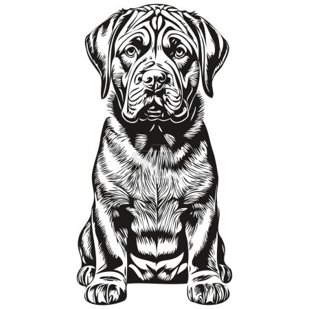 Ilustración de Mastiff napolitano perro grabado vector retrato, dibujo de la cara de la vendimia de dibujos animados en blanco y negro dibujo del boceto - Imagen libre de derechos