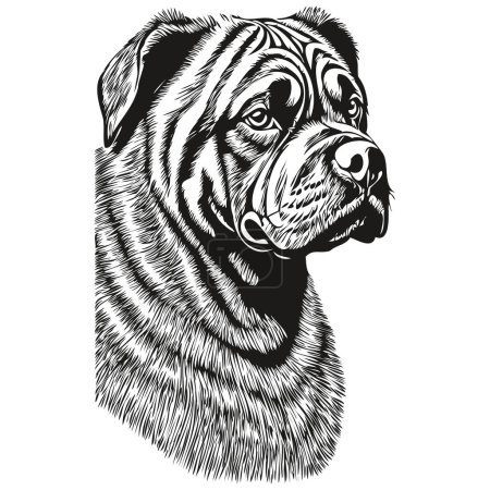 Illustration for Neapolitan Mastiff dog ink sketch drawing, vintage tattoo or t shirt print black and white vector sketch drawing - Royalty Free Image