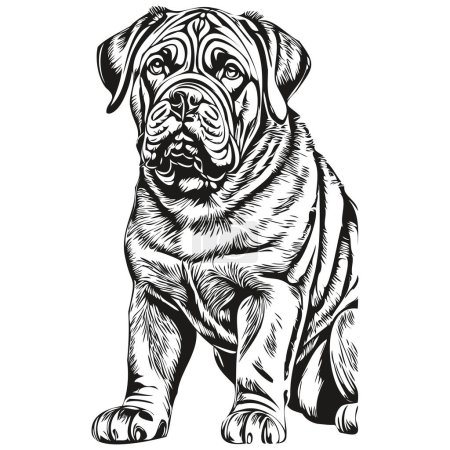 Illustration for Neapolitan Mastiff dog outline pencil drawing artwork, black character on white background realistic breed pet - Royalty Free Image