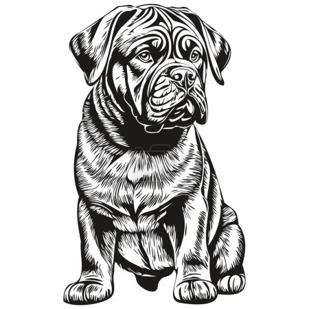 Illustration for Neapolitan Mastiff dog realistic pet illustration, hand drawing face black and white vector - Royalty Free Image